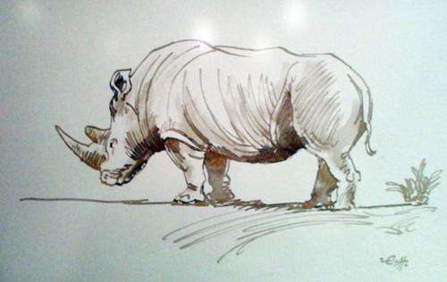 Zakkie Eloff - Rhino - A beautiful painting! Investment art, low price, with provenance!! Bid now!
